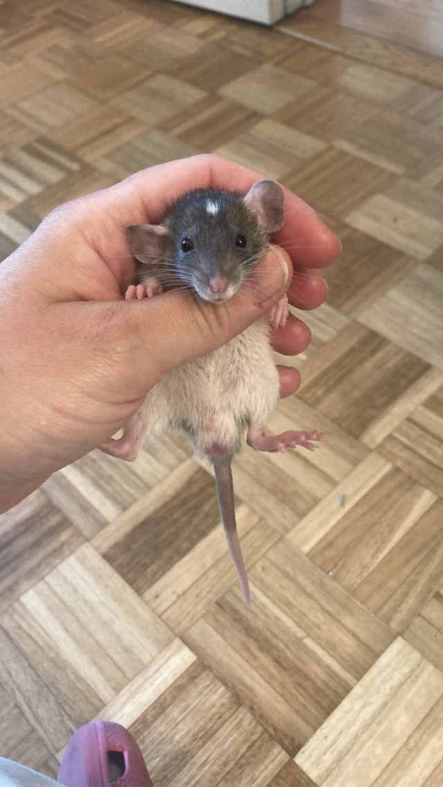 Bébés rats dumbos 6 semaines à donner contre bons soins dans Petits animaux à adopter  à Ville de Montréal - Image 2
