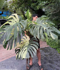 Monstera mint ($220 and $800) 3 juvenilr plants for $220