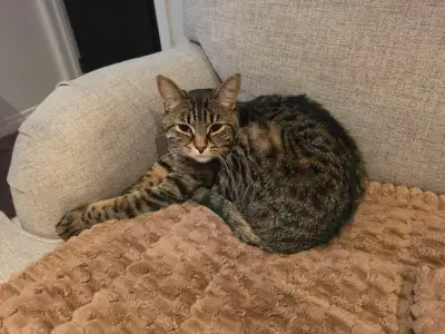 Tabby Cat for Rehoming, View more