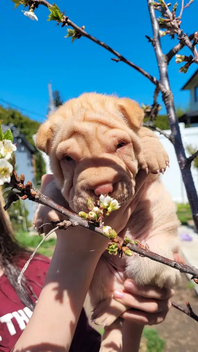 Ancient Shar Pei Puppies in Dogs & Puppies for Rehoming in Gatineau - Image 2