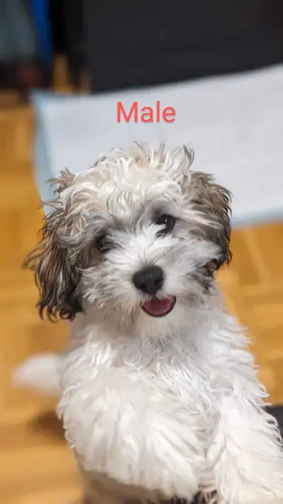 We have 1 sweet Shih Tzu x Toy Poodle (Shihpoo) mix male pup looking for his forever home! This pup...