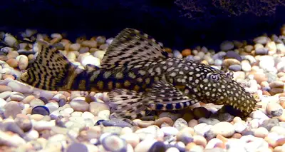 Bristlenose Pleco for Rehoming, View more