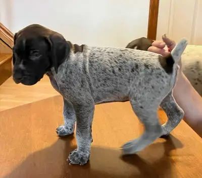 German Shorthaired Pointer Pups, View more