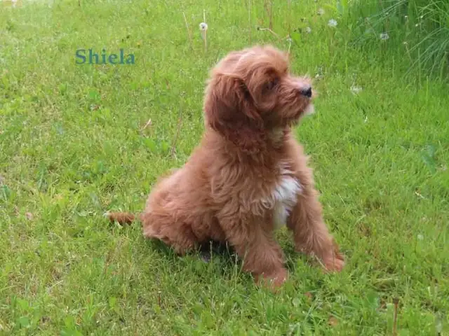 Cockapoo puppies for sale in Dogs & Puppies for Rehoming in Kitchener / Waterloo - Image 10