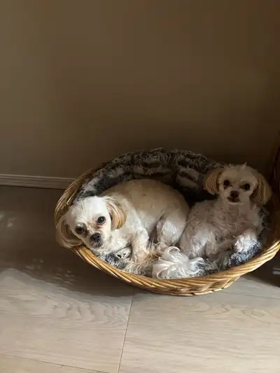 seasoned loved pets, View more