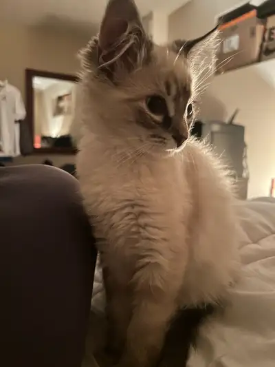 Himalayan X Ragdoll Kitten 8-9weeks, View more