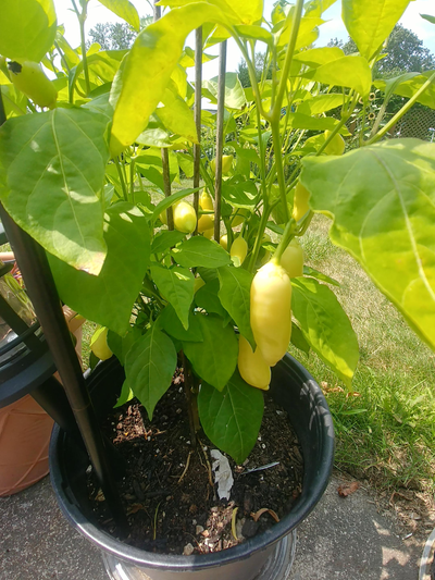 It's Time To Plant Your Pepper Seeds for this coming summer season. So I have for sale my organic se...