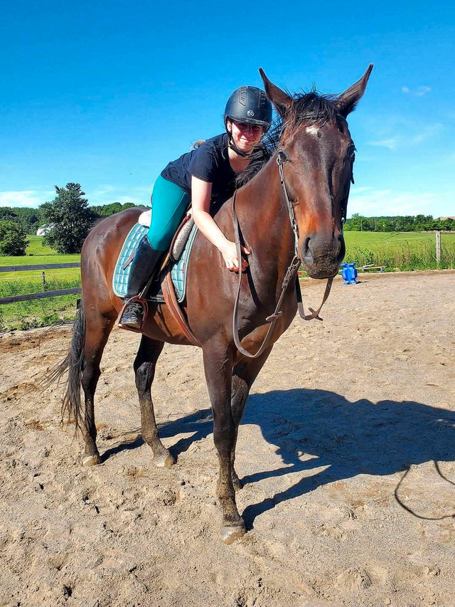Private Riding Lessons in Equestrian & Livestock Accessories in London - Image 4