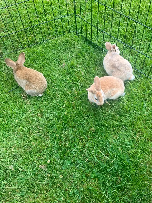 Baby Rex/Californian Rabbits in Small Animals for Rehoming in Moncton - Image 5