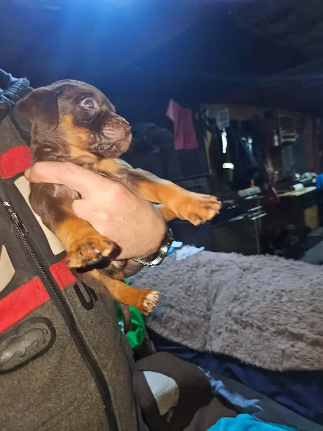 Puppies for Sale in Dogs & Puppies for Rehoming in Muskoka - Image 8