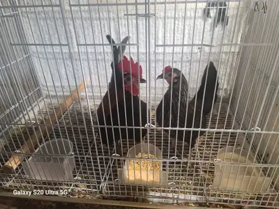 Chicken for sale, View more