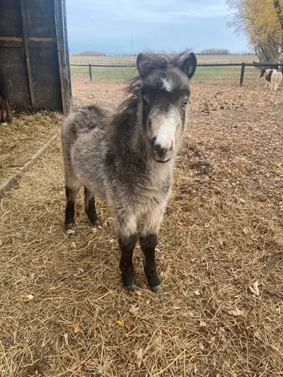 Yearling AMHR registered buckskin miniature filly. Carries Martin Boozers After Dark and Sierra Dawn...