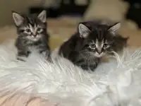 Bebe chat siberien/bengal hypo cat