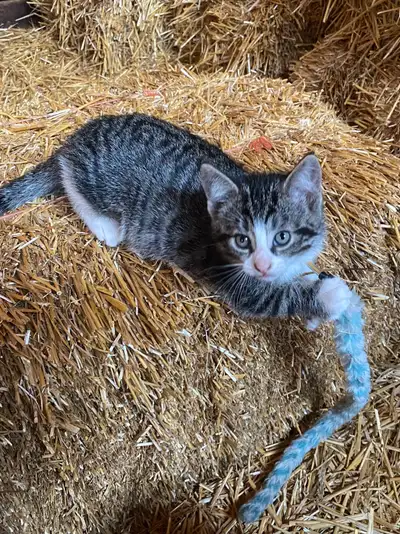 Kittens to Rehome, View more