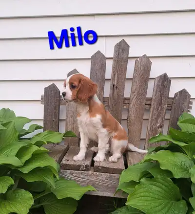 **TWO LEFT**Leo and Myla (both AKC Registered) are the proud parents of four adorable puppies!! Thes...