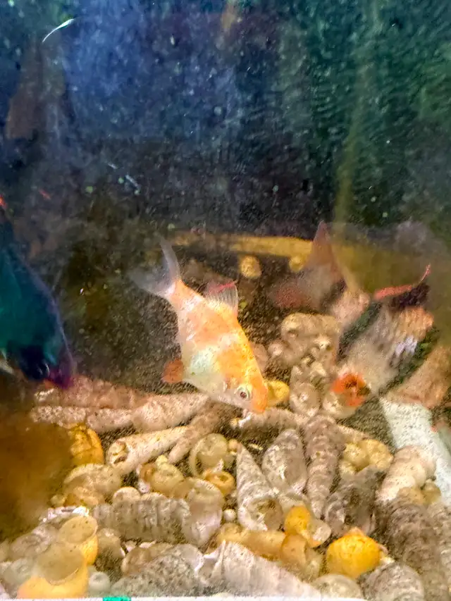Tiger Barbs - 1 year old in Fish for Rehoming in Brantford - Image 4