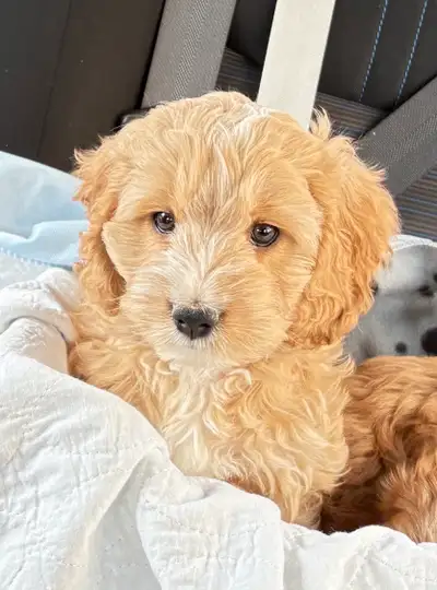 Adorable Mini Cockapoo Puppy – Well Socialized, Vaccinated, View more