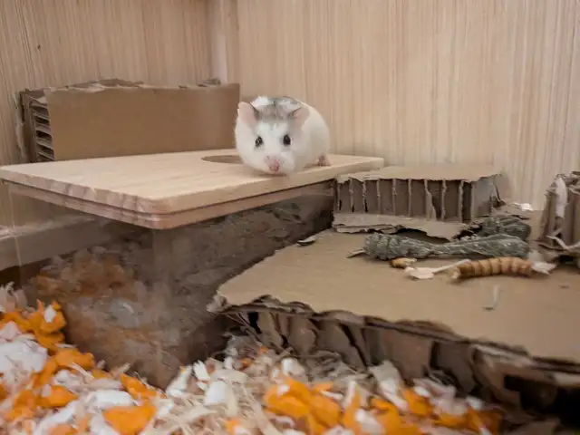 Roborowsky Hamster for Rehoming in Small Animals for Rehoming in Ottawa - Image 8