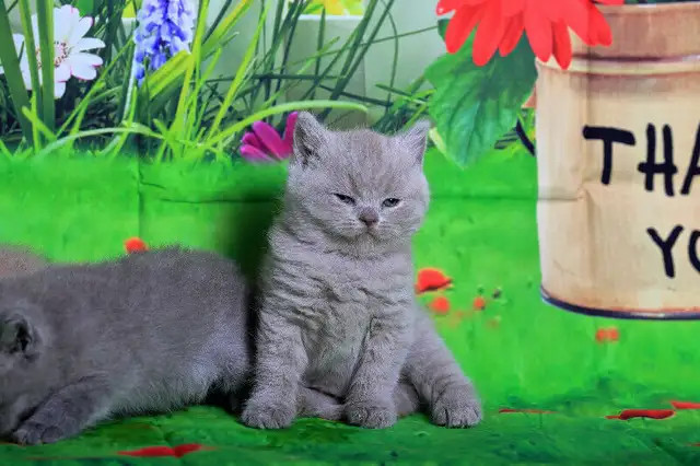 Top Quality Purebred British Shorthair Classic Blue Pedigree in Cats & Kittens for Rehoming in City of Toronto - Image 2