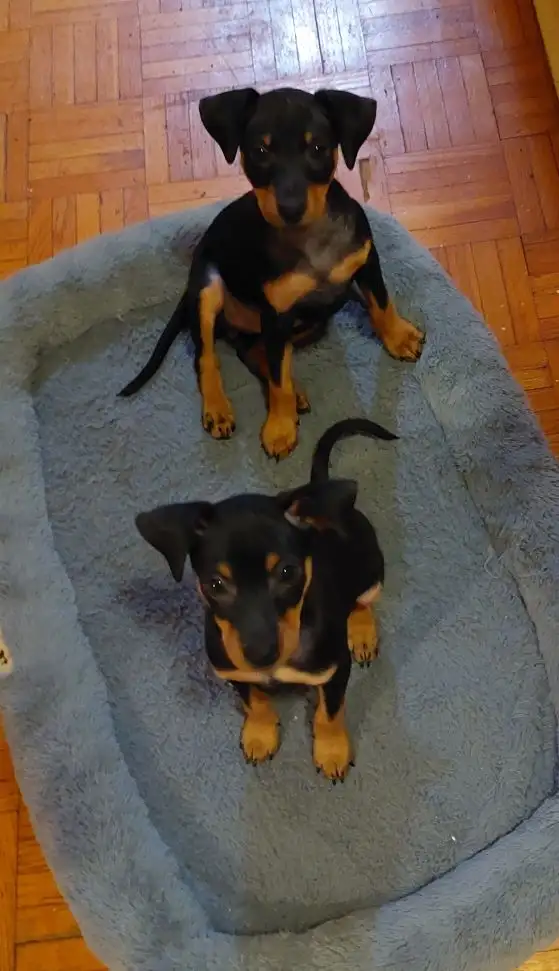 Mini Pinchers (Minpin) in Dogs & Puppies for Rehoming in Sarnia - Image 3