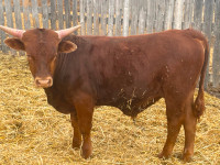 Registered longhorn bull