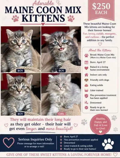 Maine Coon Mix Kittens, View more