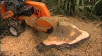 Stump Grinding and Tree Planting
