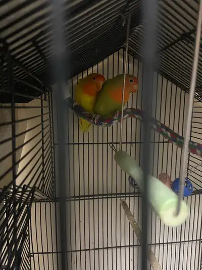 birds with large cage. Pick up only