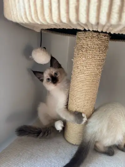 Beautiful Siamese × Himalayan/Ragdoll Kittens, View more