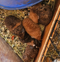 Teddy bear guinea pig babies 