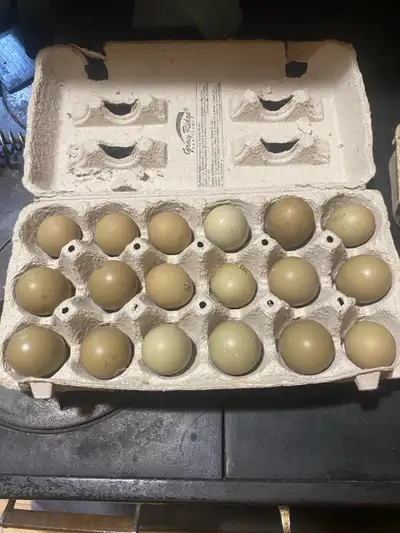 pheasant eggs, View more