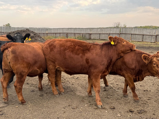BRED HEIFERS in Livestock in Red Deer - Image 3