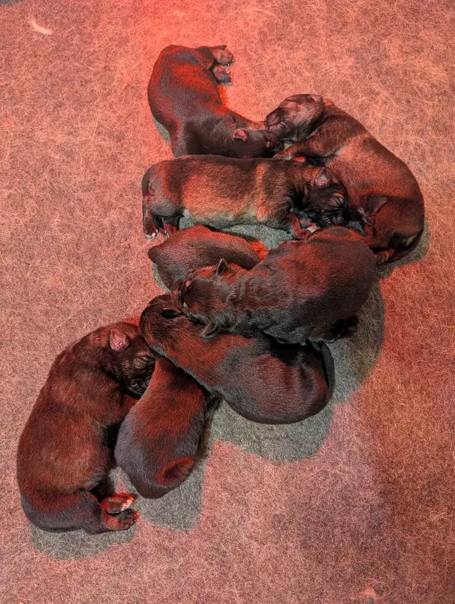 Puppies ready this weekend in Dogs & Puppies for Rehoming in Ottawa - Image 6