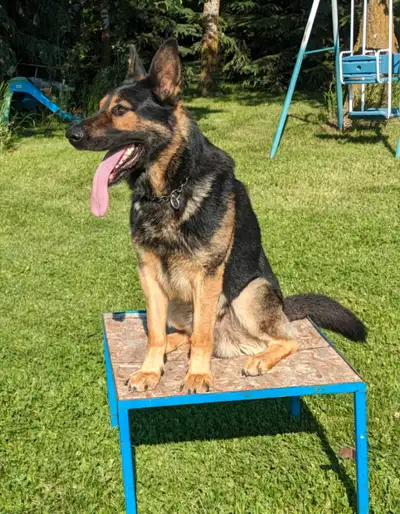 German Shepherd , View more