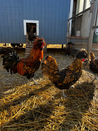 Gold Lace Polish chicken hatching eggs