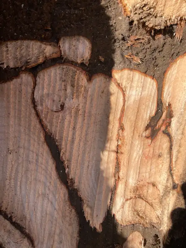 TREE CARE SERVICES,  TREE REMOVAL, PRUNING (416) 206-1460 in Lawn, Tree Maintenance & Eavestrough in City of Toronto - Image 8