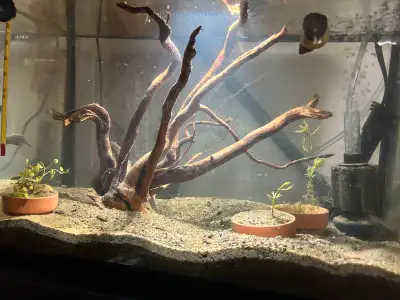 looking for shrimp, View more