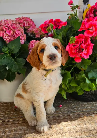 I've got a beautiful Goldendoodle puppy that is ready for his new home! We currently call him Zip. H...