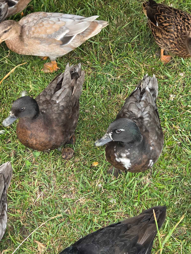 call ducks in Livestock in Owen Sound - Image 4