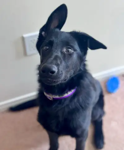 CKC WL German Shepherds, View more