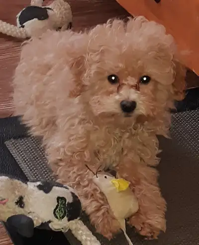 Caniche miniature mâle, abricot, View more