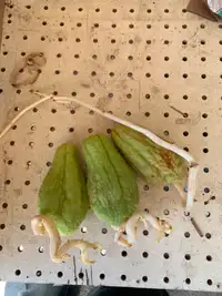CHAYOTE(佛手瓜 )for garden plant