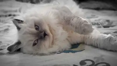 Pure bred Female Cat fpr Rehoming, View more