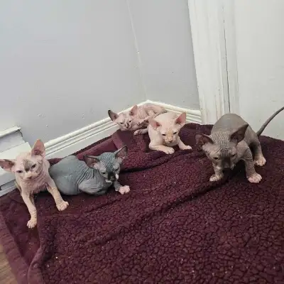 Bebe sphynx, View more