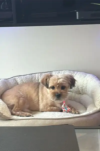shorkie for sale , View more