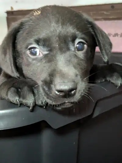 SALE..PUREBRED LAB PUPPY READY TO GO!!. ONLY FEW LEFT!!, View more