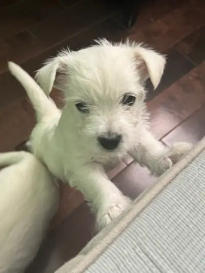 Westie Puppies (West Highland White Terrier), View more