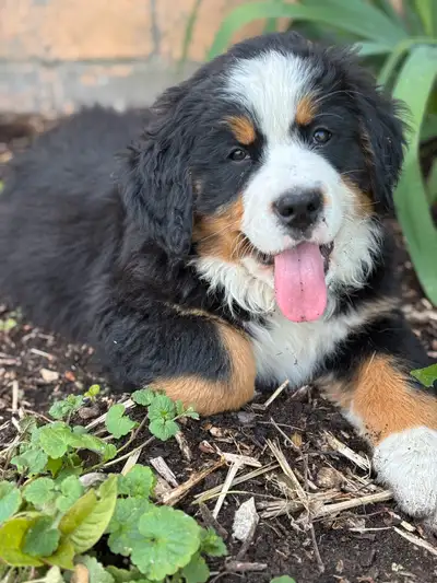 Five fluffy bounce balls, ready to go to their Furever home! Pic 1 female pending pickup Pic 2 male...