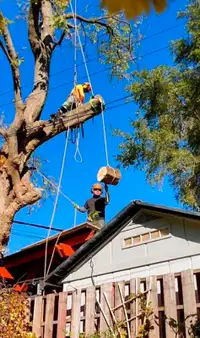 Tree Removal and Pruning Service 647 654-1884
