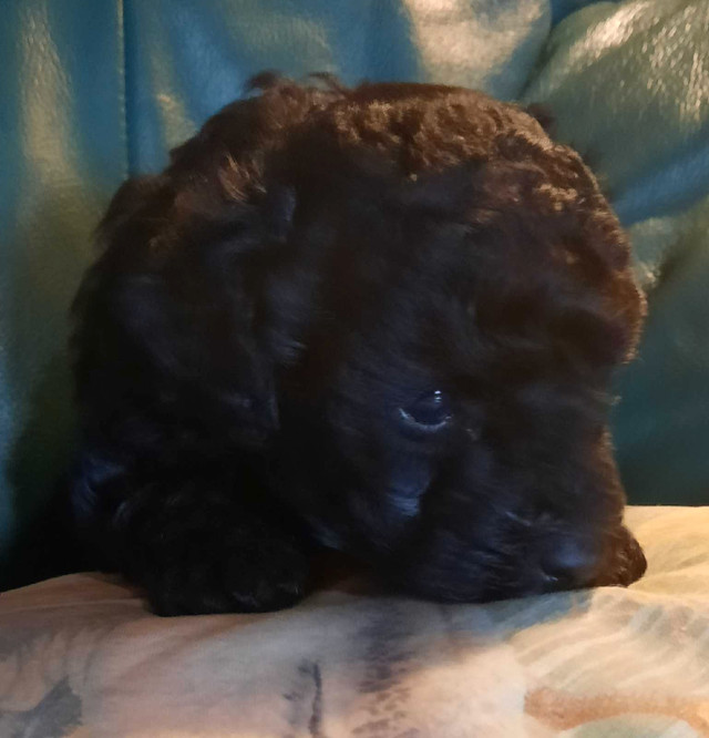 Mini/Toy Poodle in Dogs & Puppies for Rehoming in Saint John - Image 2